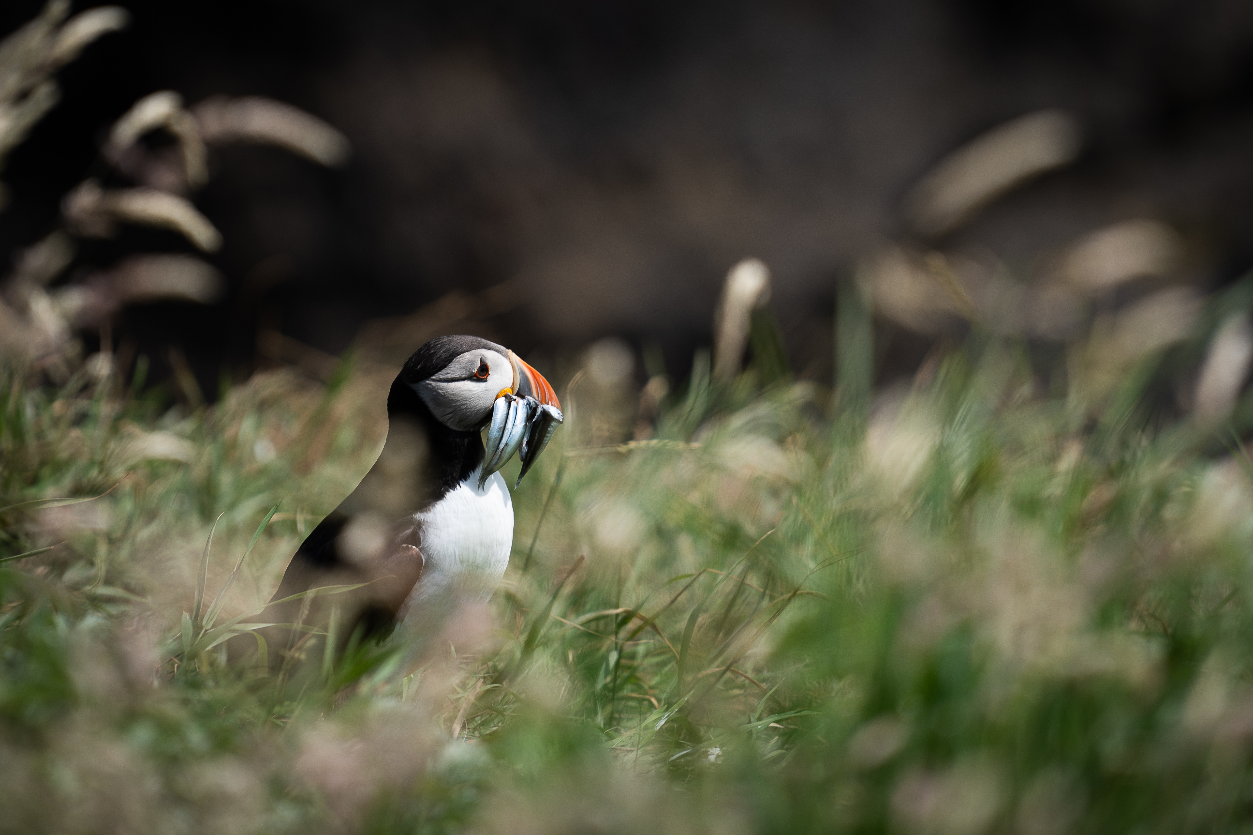 Portrait of mountaineer